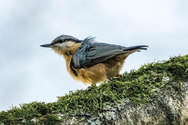 Primer plano de un pájaro posado en un árbol contra el cielo