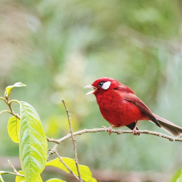 Foto primer plano de un pájaro posado en un árbol