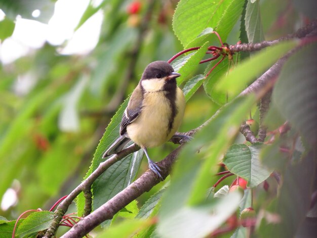 Primer plano de un pájaro posado en un árbol