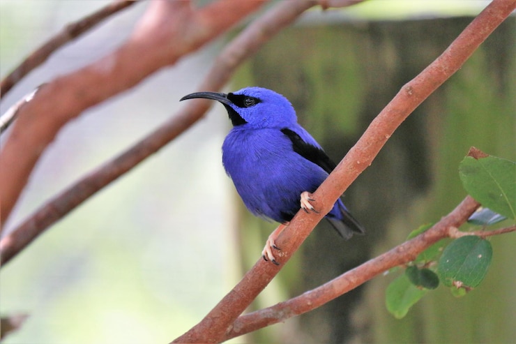 Foto primer plano de un pájaro posado en un árbol
