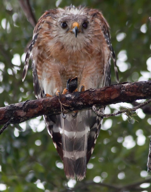 Foto primer plano de un pájaro posado en un árbol