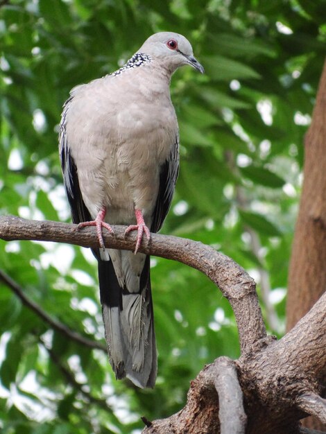 Foto primer plano de un pájaro posado en un árbol