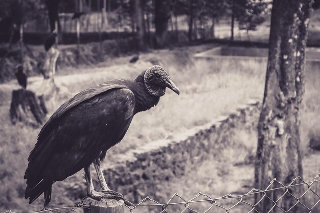 Primer plano de un pájaro posado en un árbol