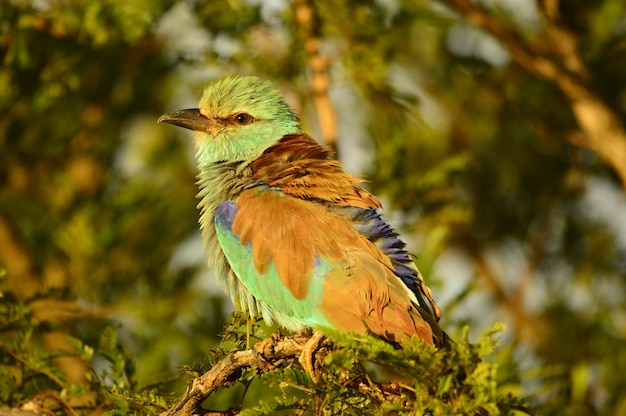 Primer plano de un pájaro posado en un árbol