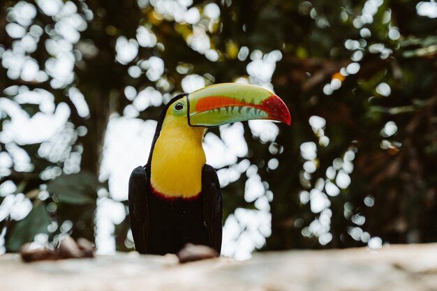 Primer plano de un pájaro posado en un árbol