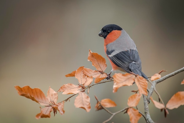 Primer plano de un pájaro posado en un árbol