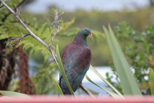 Foto primer plano de un pájaro posado en un árbol