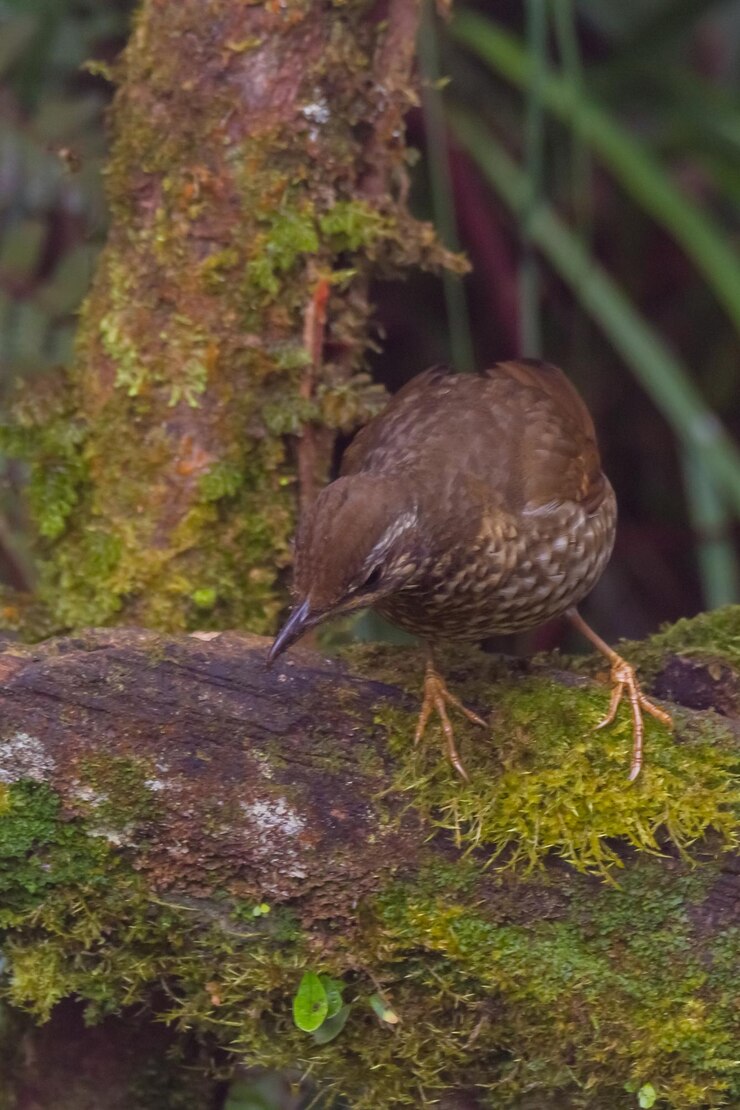 Foto primer plano de un pájaro posado en un árbol