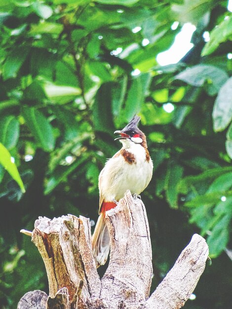 Foto primer plano de un pájaro posado en un árbol