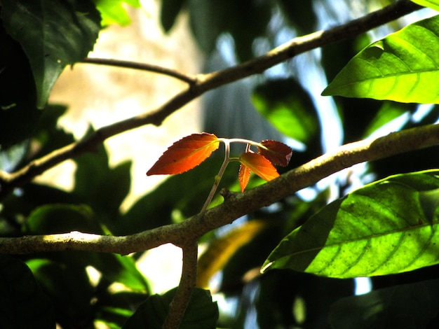 Foto primer plano de un pájaro posado en un árbol