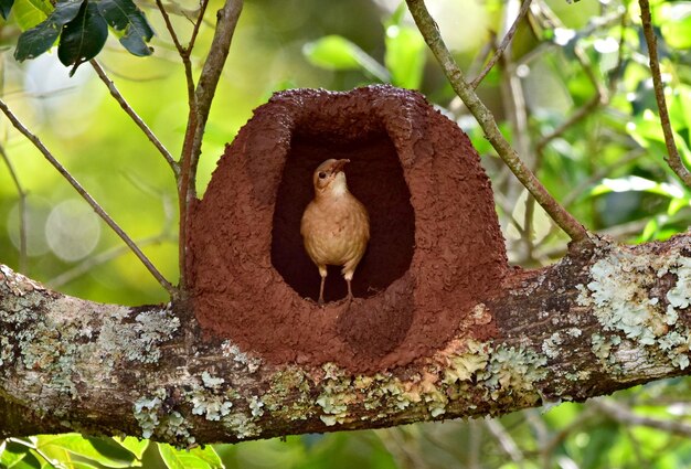 Foto primer plano de un pájaro posado en un árbol