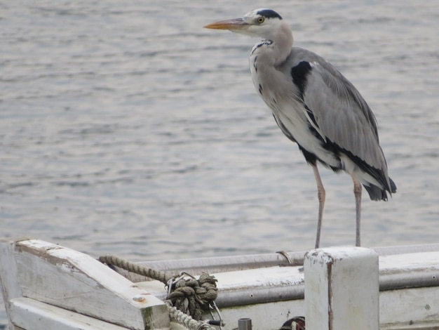 Foto primer plano de un pájaro posado en una barandilla contra el mar