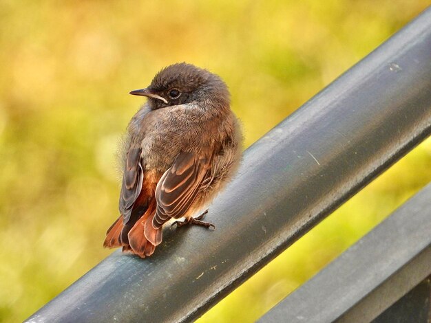 Foto primer plano de un pájaro posado en una barandilla de metal