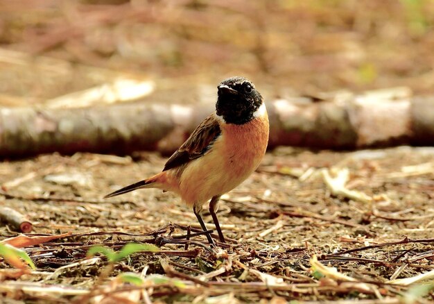 Foto primer plano de un pájaro posado en el campo