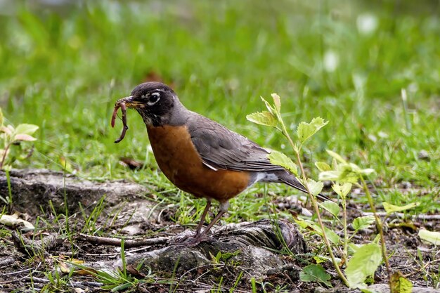 Foto primer plano de un pájaro posado en el campo