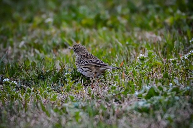 Primer plano de un pájaro posado en el campo