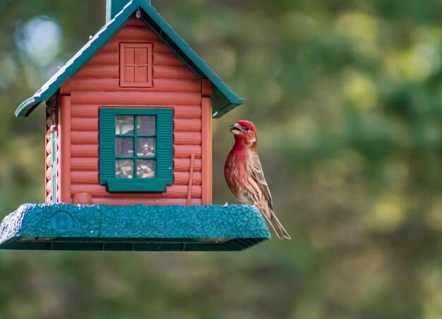 Foto primer plano de un pájaro posado en una casa de pájaros