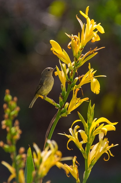 Foto primer plano de un pájaro posado en una flor amarilla