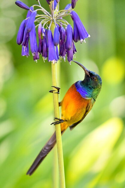 Foto primer plano de un pájaro posado en una flor púrpura