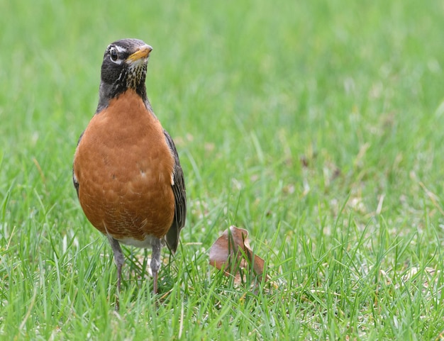 Foto primer plano de un pájaro posado en la hierba