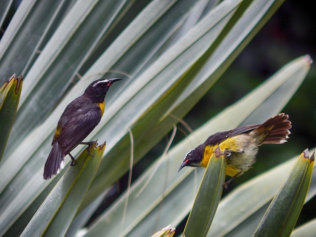 Primer plano de un pájaro posado en una hoja