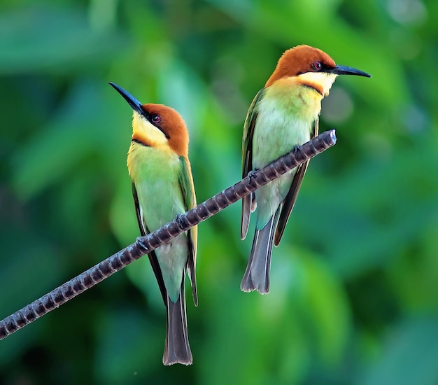 Foto primer plano de un pájaro posado en una hoja