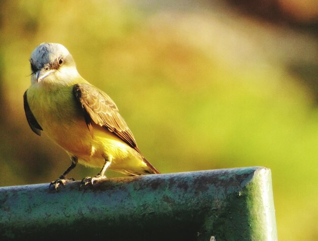 Primer plano de un pájaro posado en una hoja