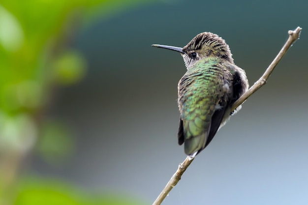 Primer plano de un pájaro posado en una hoja