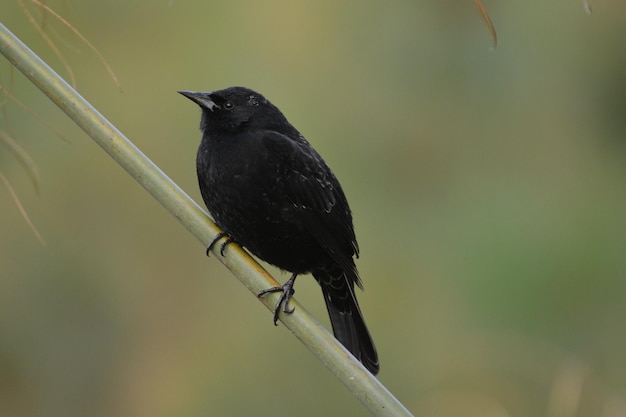 Foto primer plano de un pájaro posado en una hoja