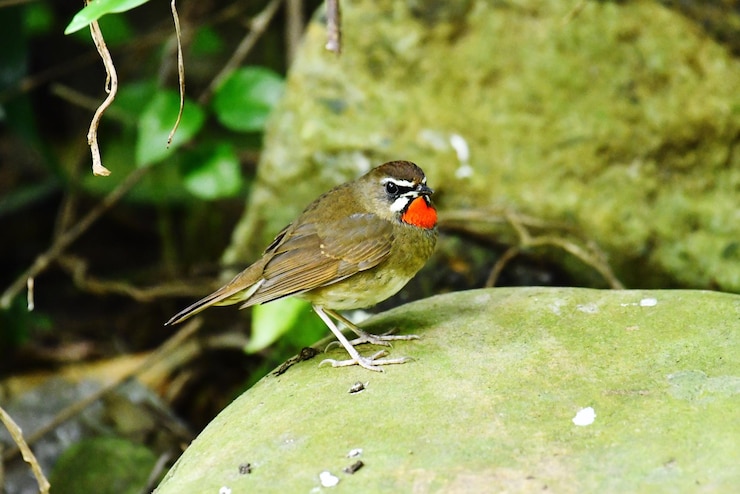 Foto primer plano de un pájaro posado en una hoja