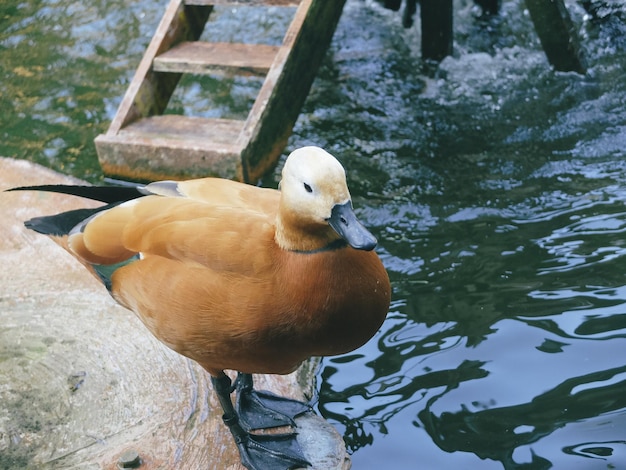 Foto primer plano de un pájaro posado en un lago