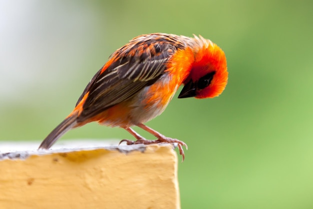 Foto primer plano de un pájaro posado en la madera