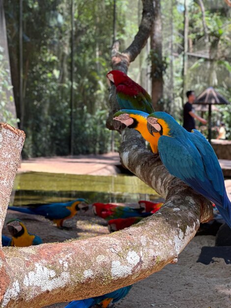 Foto primer plano de un pájaro posado en la madera