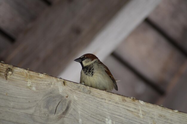 Foto primer plano de un pájaro posado en la madera