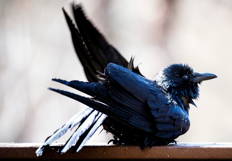 Foto primer plano de un pájaro posado en la madera
