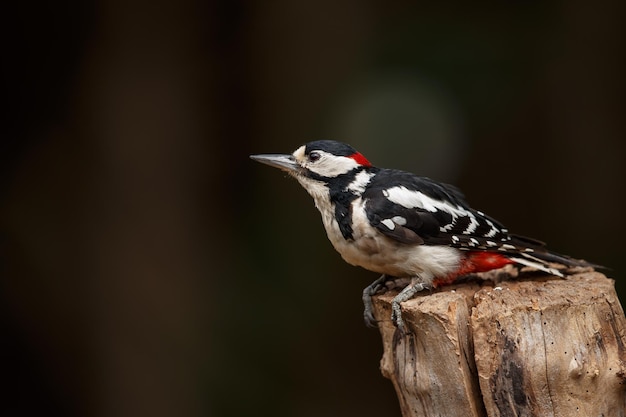 Primer plano de un pájaro posado en la madera