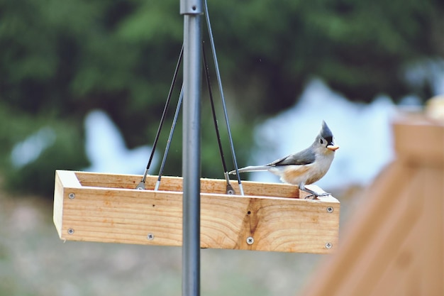 Foto primer plano de un pájaro posado en la madera