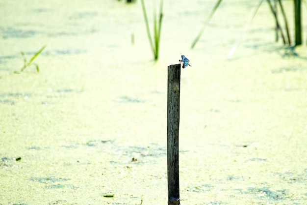 Foto primer plano de un pájaro posado en la madera