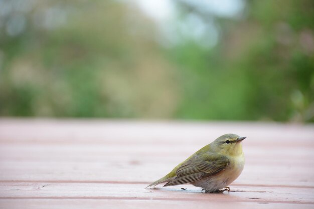 Primer plano de un pájaro posado en la madera