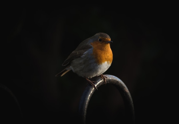 Foto primer plano de un pájaro posado en metal sobre un fondo negro