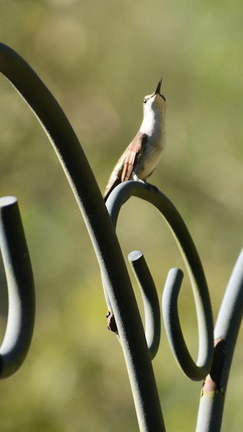 Primer plano de un pájaro posado en el metal