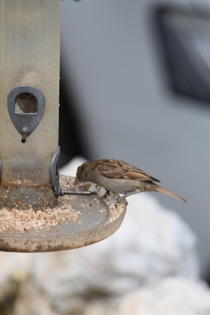 Primer plano de un pájaro posado en un metal