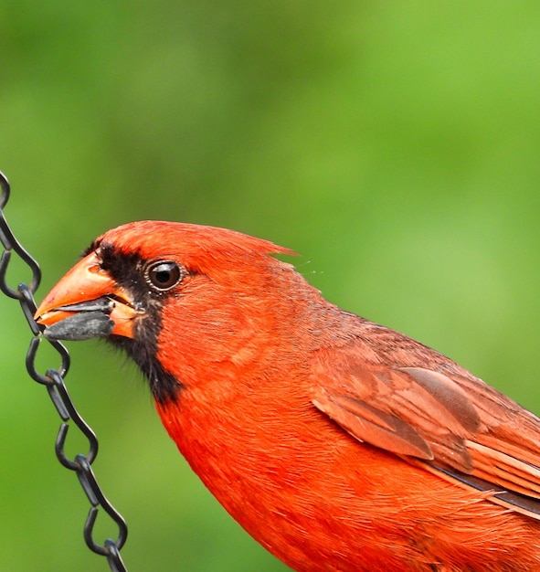 Foto primer plano de un pájaro posado en el metal