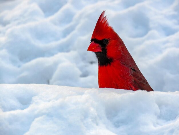 Foto primer plano de un pájaro posado en la nieve