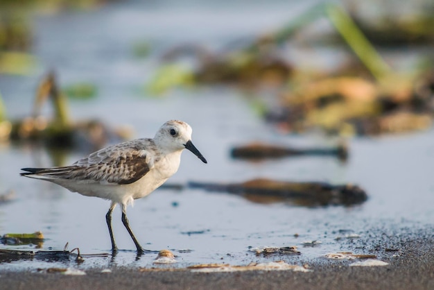 Primer plano de un pájaro posado en la orilla de la playa