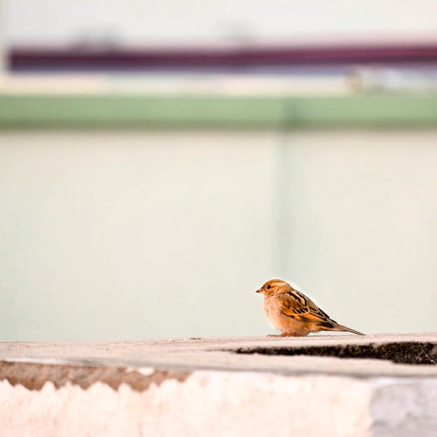 Foto primer plano de un pájaro posado en una pared de apoyo