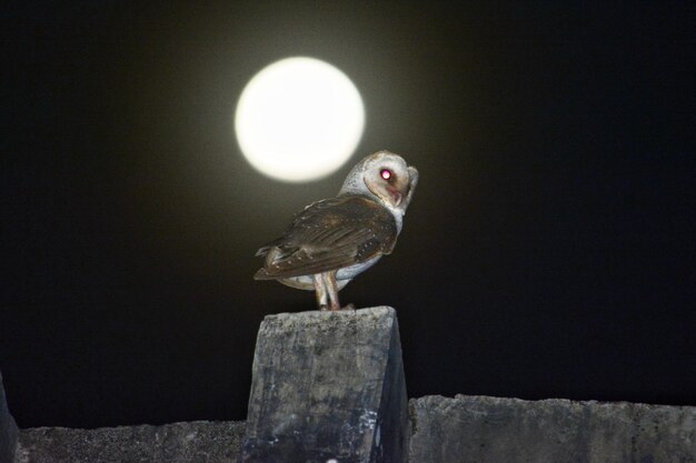 Foto primer plano de un pájaro posado en la pared