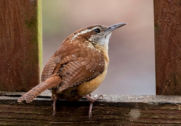 Primer plano de un pájaro posado en la pared