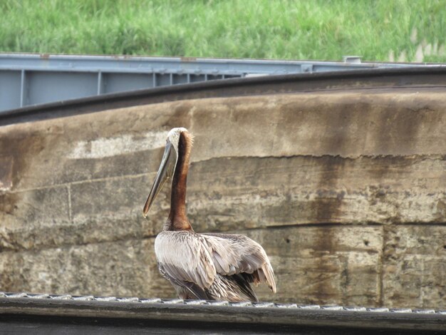 Primer plano de un pájaro posado en la pared