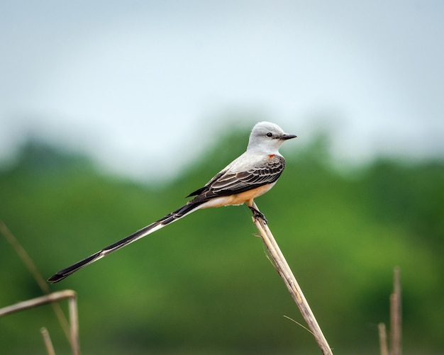 Primer plano de un pájaro posado en una planta